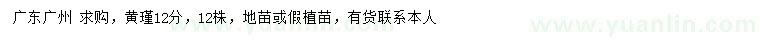 求購12公分黃瑾