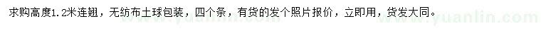 求購高度1.2米連翹