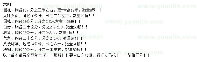求購國槐、大葉女貞、白蠟等