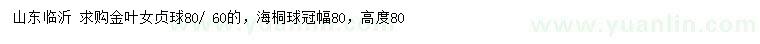 求購(gòu)60、80公分金葉女貞球、冠幅80公分海桐球
