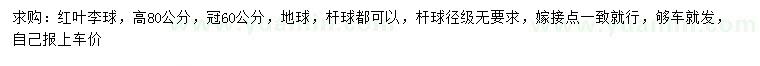 求購高80公分紅葉李球
