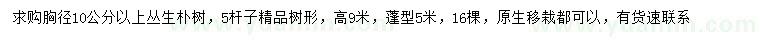 求購胸徑10公分以上叢生樸樹