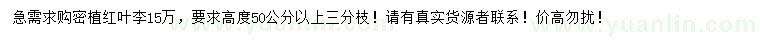 求購高度50公分以上密植紅葉李