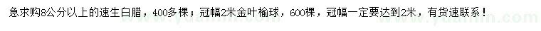 求購(gòu)8公分以上速生白臘、冠幅2米金葉榆球