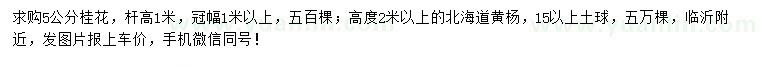求購5公分桂花、高度2米以上北海道黃楊