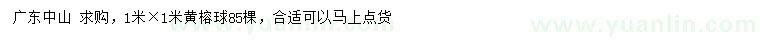求購(gòu)1×1米黃榕球