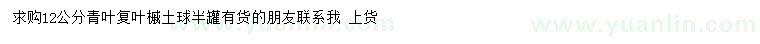 求購12公分青葉復(fù)葉槭