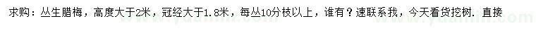 求購高2米以上叢生臘梅