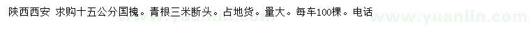 求購15公分國槐