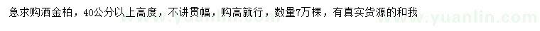 求購(gòu)高度40公分以上灑金柏
