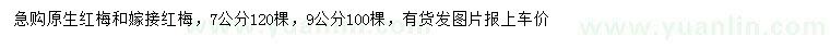 求購7、9公分原生紅梅、嫁接紅梅