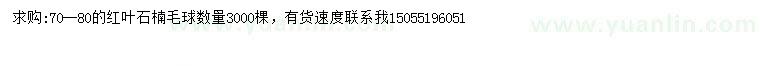 求購70-80公分紅葉石楠