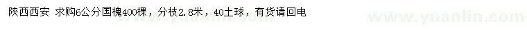 求購6公分國槐