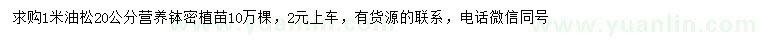 求購1米油松