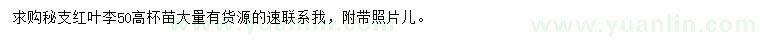 求購高50公分紅葉李