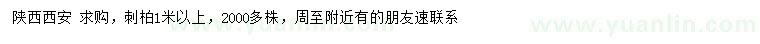 求購1米以上刺柏