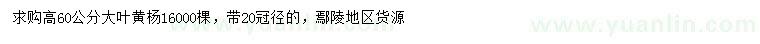 求購高60公分大葉黃楊