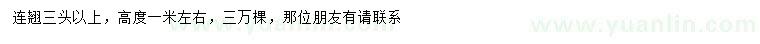 求購(gòu)高1米左右連翹