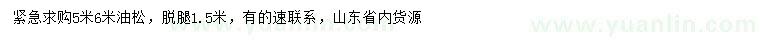 求購5、6米油松