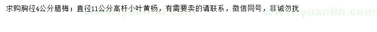 求購胸徑4公分臘梅、11公分高桿小葉黃楊