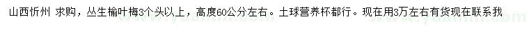 求購高度60公分左右叢生榆葉梅