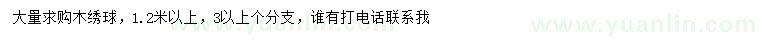 求購(gòu)1.2米以上木繡球