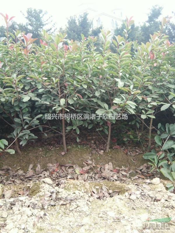 大量精品地栽红叶石楠小毛球