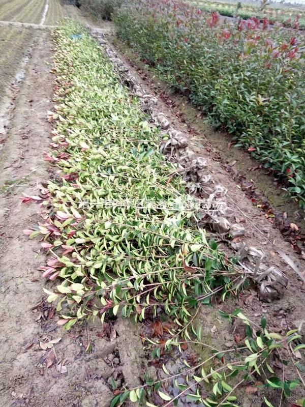 大量精品地栽红叶石楠小毛球
