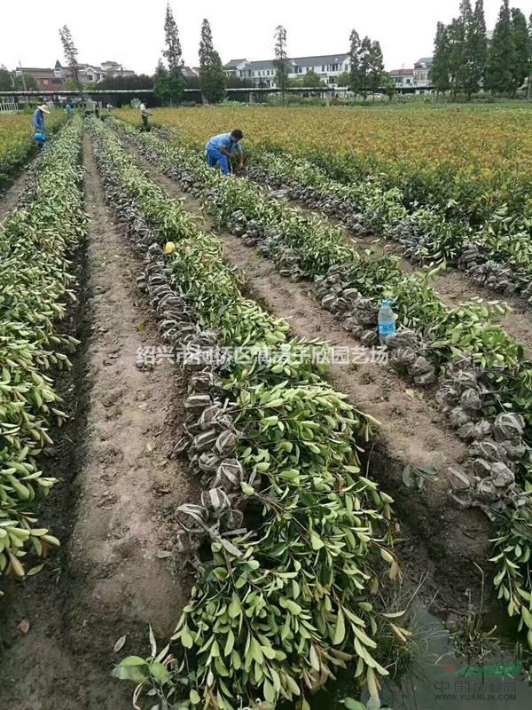 大量精品地栽红叶石楠小毛球