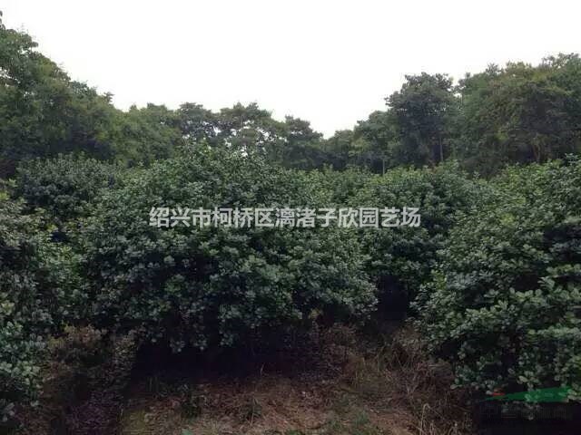 精品無刺枸骨球 冠副1.2米至2.5米 