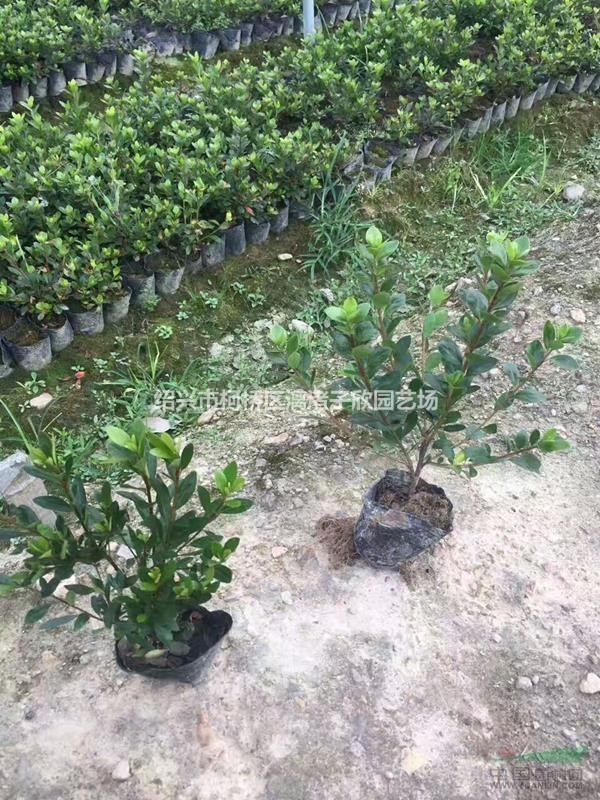 精品大杯紫鵑 高度30厘米冠副25厘米