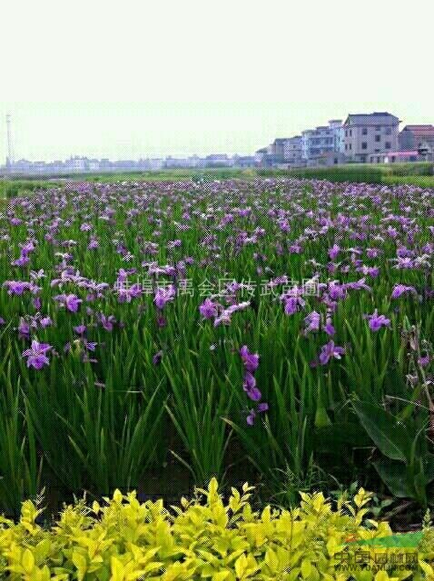 杭州蕭山傳武苗圃基地直銷各種優(yōu)質(zhì)睡蓮，和各種優(yōu)質(zhì)荷花。