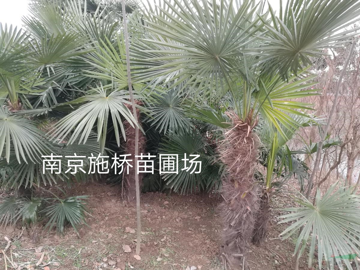 3米高棕榈多少钱