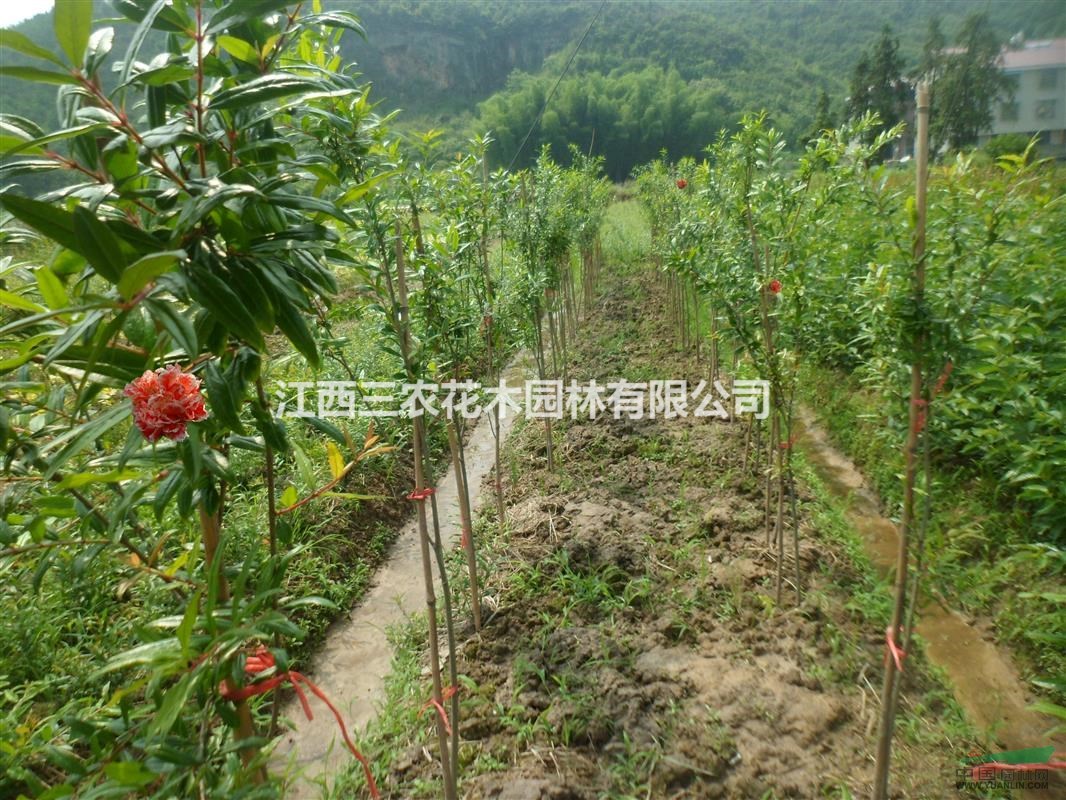  12公分 15公分牡丹花石榴和瑪瑙石榴