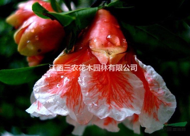  12公分 15公分牡丹花石榴和瑪瑙石榴