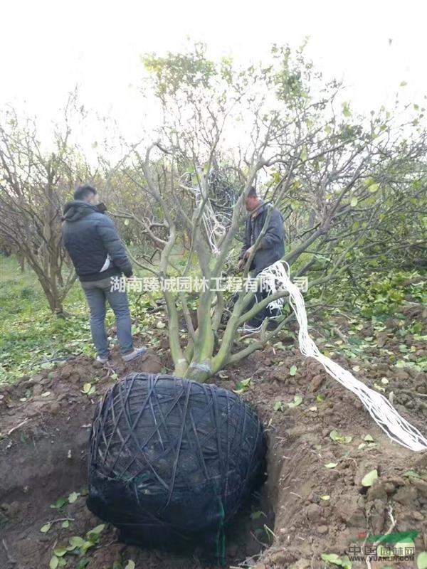 香泡樹 叢生香柚樹 移植胡柚樹樹 胡柚樹價(jià)格