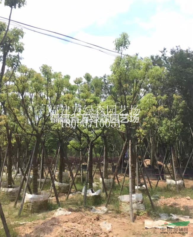 大量供應(yīng)福建全冠香樟12/15/18/20/25公分