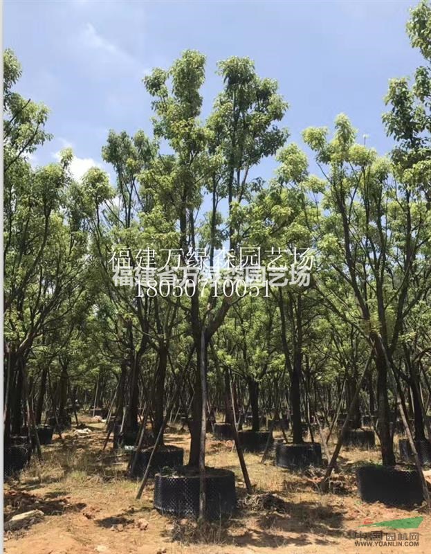 大量供應(yīng)福建全冠香樟12/15/18/20/25公分