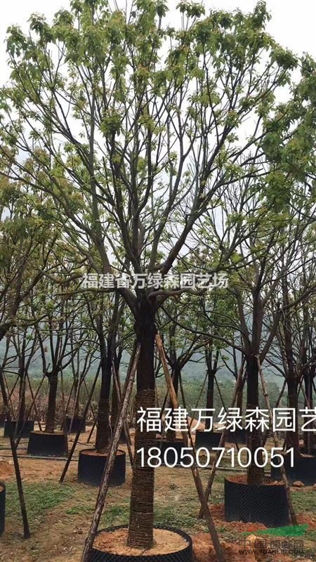漳州全冠香樟15公分批發(fā)出售/漳州12公分全冠香樟的價格報價