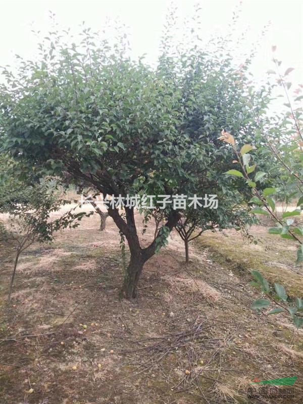 浙江泗安红梅15-20公分