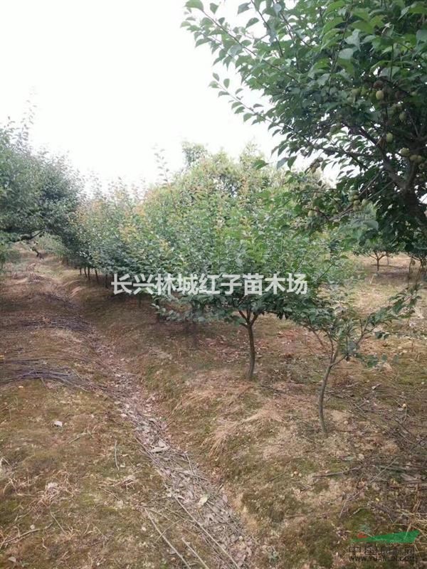 浙江长兴林城红子苗木品种多