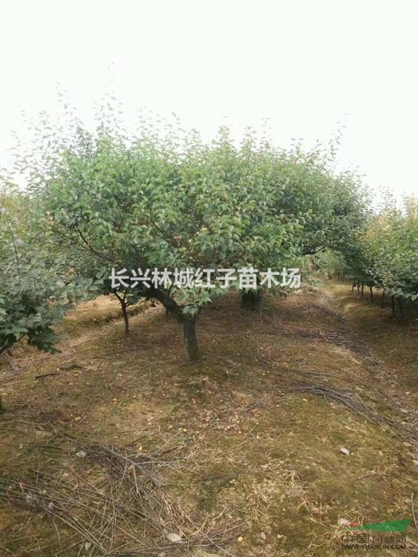 浙江长兴林城红子苗木品种多
