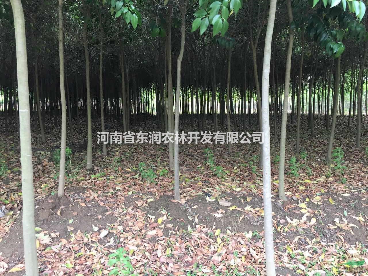 1-5公分大葉女貞基地，河南東潤農(nóng)林基地苗木