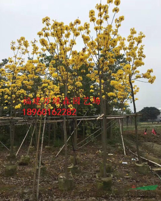 福建多花黃花風鈴木哪里有供應，漳州黃花風鈴木基地在哪里