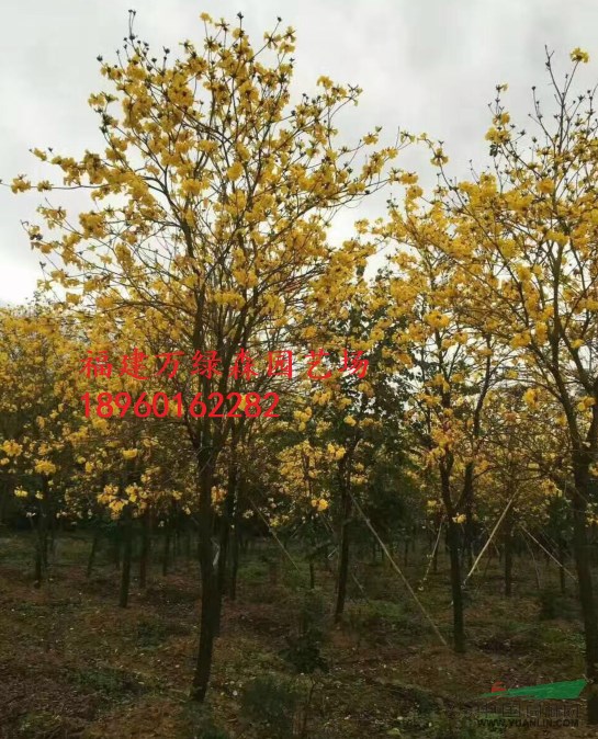 福建多花黃花風鈴木哪里有供應，漳州黃花風鈴木基地在哪里