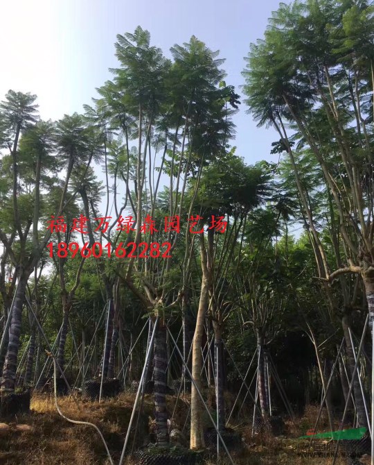 福建藍花楹市場供應(yīng)，福建藍花楹哪里有，福建15公分藍花楹袋苗