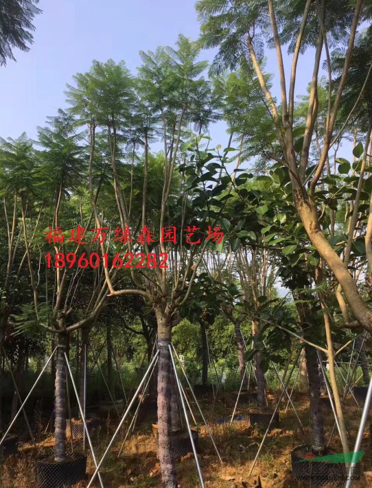 福建藍花楹市場供應(yīng)，福建藍花楹哪里有，福建15公分藍花楹袋苗