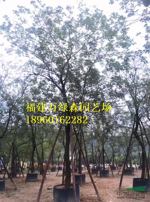 福建黃花風(fēng)鈴木價(jià)格，漳州黃花風(fēng)鈴木袋苗供應(yīng)，黃花風(fēng)鈴木基地