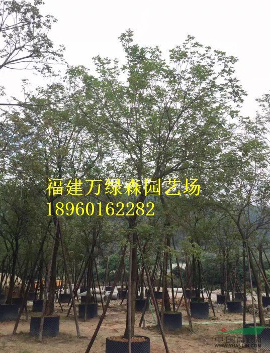 福建黃花風(fēng)鈴木價(jià)格，漳州黃花風(fēng)鈴木袋苗供應(yīng)，黃花風(fēng)鈴木基地