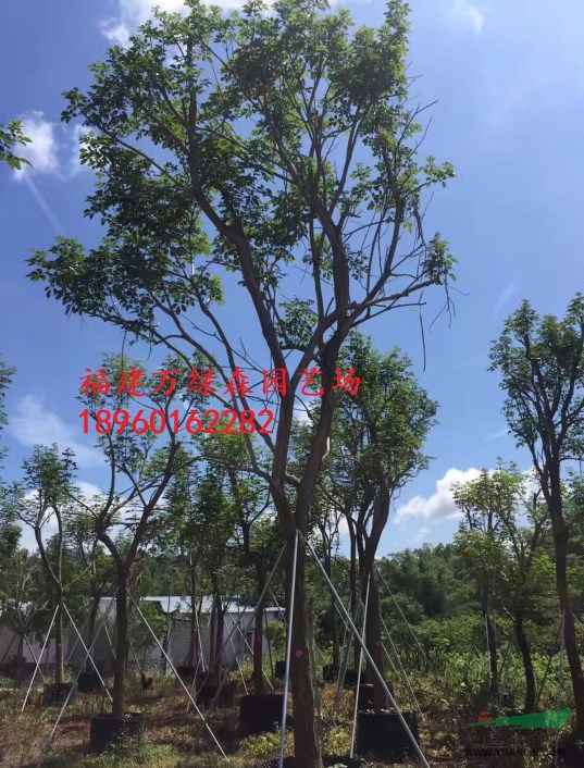 福建黃花風鈴木基地批發(fā)，黃花風鈴木15公分袋裝苗銷售
